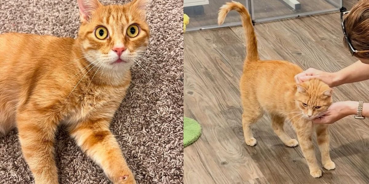 Mama Cat Who Had Seven Kittens at a Shelter Gets Adopted