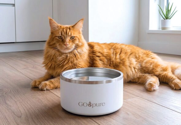 12 Best New Cat Products We’re Loving in 2026
