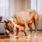 Dog Throwing Up Clear Liquid: Why?