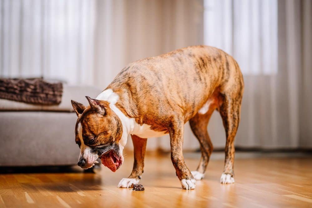 Dog Throwing Up Clear Liquid: Why?