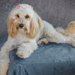 9 Best Cavapoo Breeders in North Carolina (NC)
