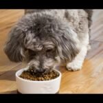 Best Dry Dog Foods 2026
