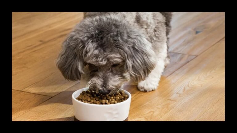 Best Dry Dog Foods 2026