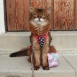 Cat Themed Back to School Supplies From Etsy – and Me!