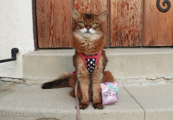 Cat Themed Back to School Supplies From Etsy – and Me!