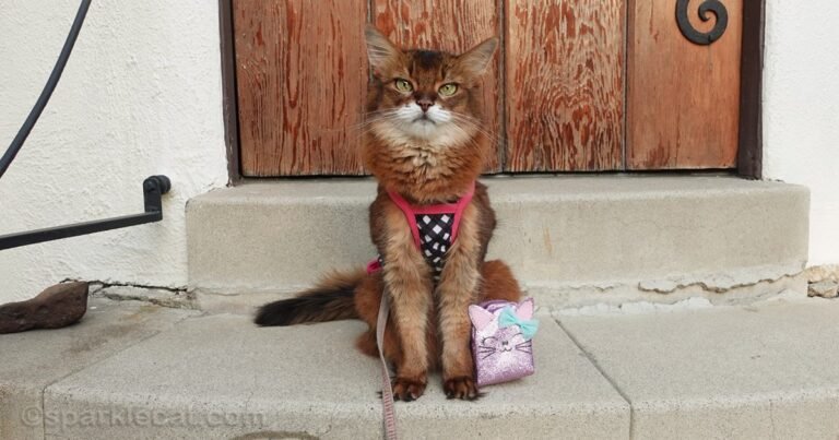 Cat Themed Back to School Supplies From Etsy – and Me!