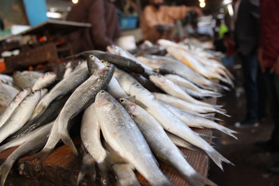 5 Reasons Your Dog Smells Like Fish And How To Eliminate It
