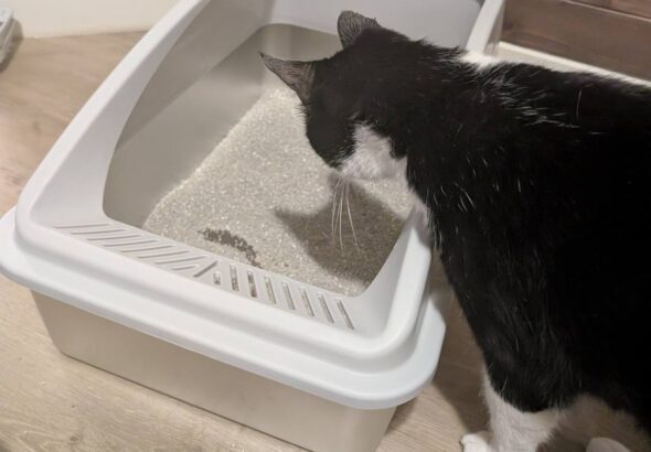 AIPERRO XL Stainless Steel Litter Box Review: Is It Worth Buying?