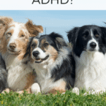 Can dogs have ADHD? – Oh My Dog!