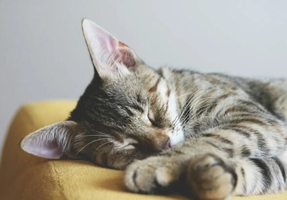 Cat Sleeping More Than Usual – Should You Be Worried?