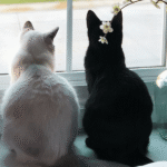 Do Cats Actually Miss Their Owners When They’re Away?