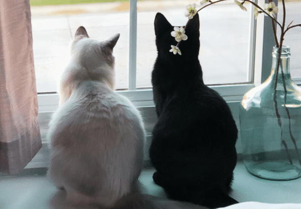 Do Cats Actually Miss Their Owners When They’re Away?