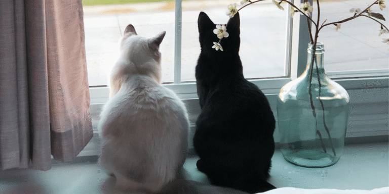 Do Cats Actually Miss Their Owners When They’re Away?