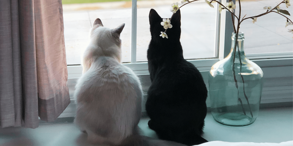 Do Cats Actually Miss Their Owners When They’re Away?