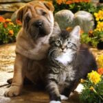 Early Spaying and Neutering of Your Pet