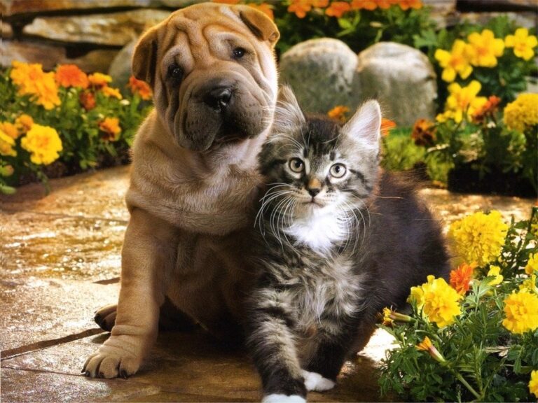 Early Spaying and Neutering of Your Pet