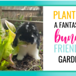 Feeding your bunnies better with a rabbit friendly garden