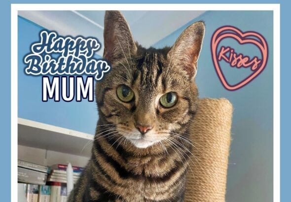 Happy Birthday To My Mum Caturday Art