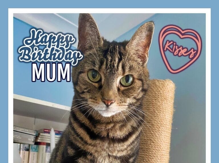 Happy Birthday To My Mum Caturday Art