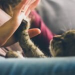 Healing our hearts: Cat brings light & luck in a challenging time
