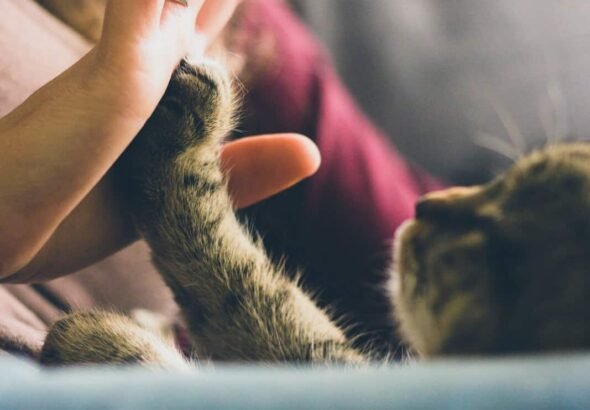 Healing our hearts: Cat brings light & luck in a challenging time