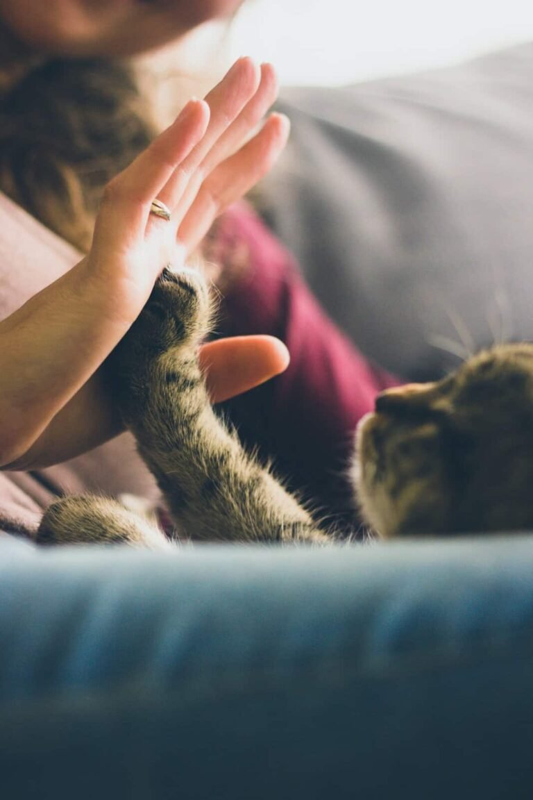 Healing our hearts: Cat brings light & luck in a challenging time