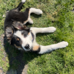 How Can I Keep My Puppy Safe?