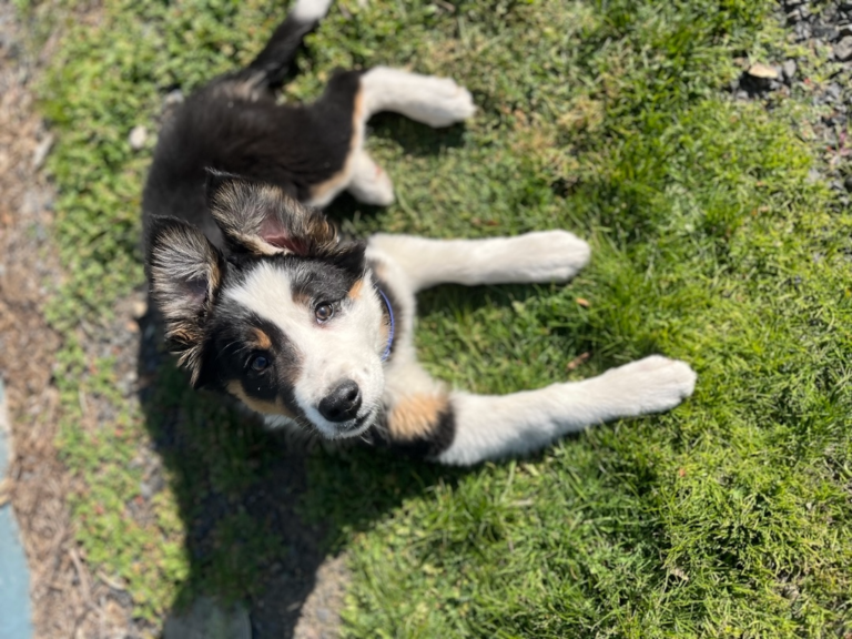 How Can I Keep My Puppy Safe?