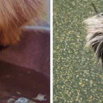 Hydration Hacks: Creative Ways to Encourage Dogs to Drink More Water