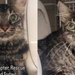 Shelter Cat Faces a Race Against Time Waiting for Someone to Adopt Her