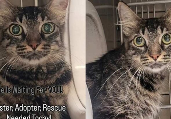Shelter Cat Faces a Race Against Time Waiting for Someone to Adopt Her