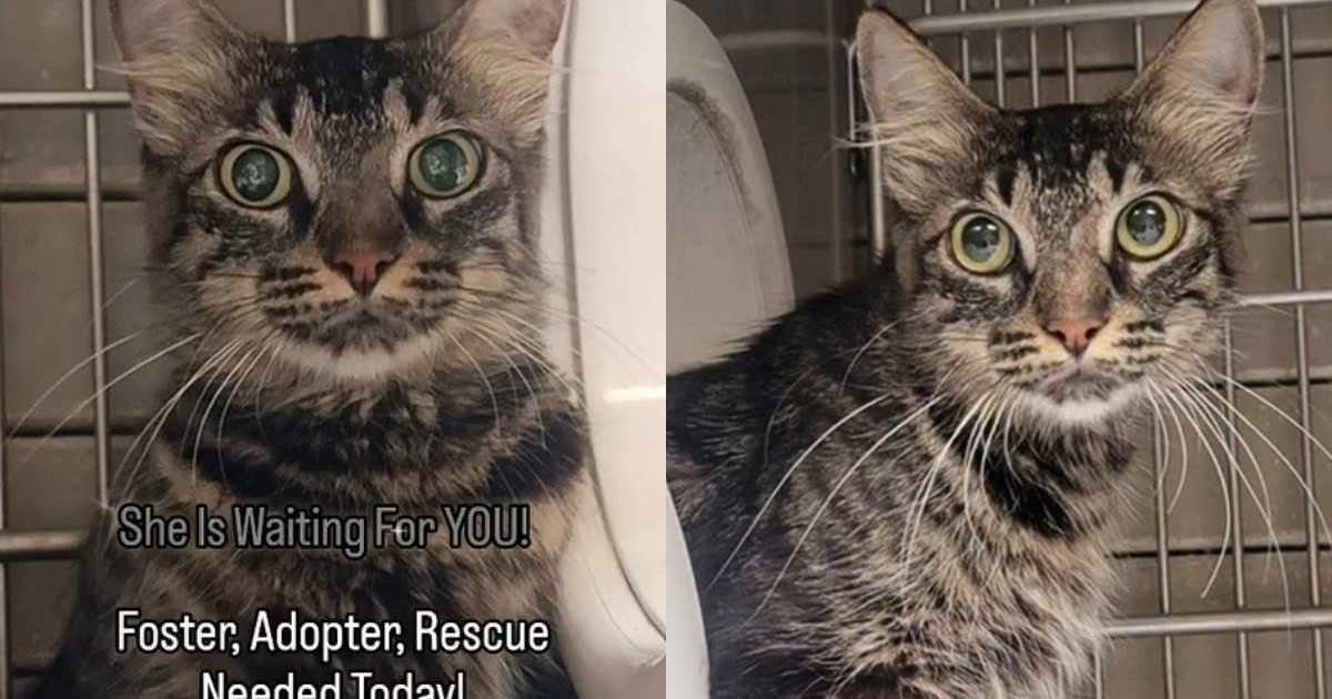 Shelter Cat Faces a Race Against Time Waiting for Someone to Adopt Her