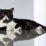 These Cat Myths Have Fooled Even the Most Devoted Owners