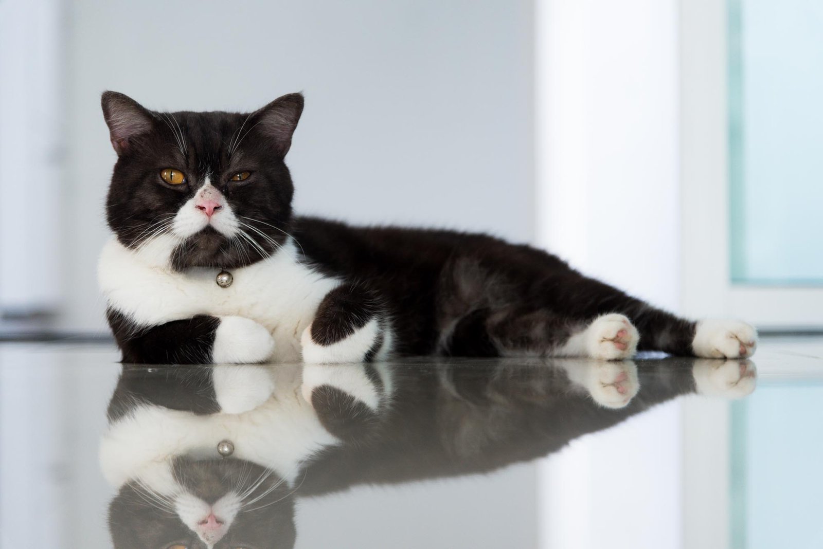 These Cat Myths Have Fooled Even the Most Devoted Owners