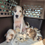 July 2026 Rocker Puppy-Dog Rescue Sponsorship Recaps – Deaf Dogs Rock