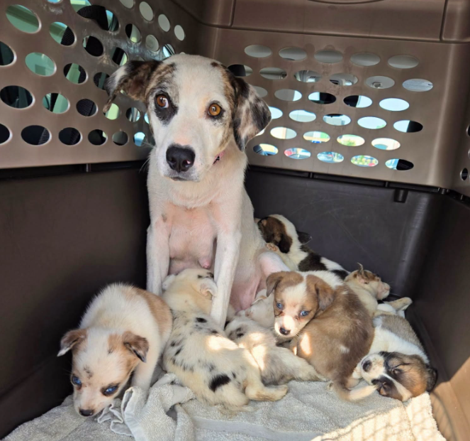 July 2026 Rocker Puppy-Dog Rescue Sponsorship Recaps – Deaf Dogs Rock