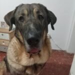 Marley-Spanish-Mastin