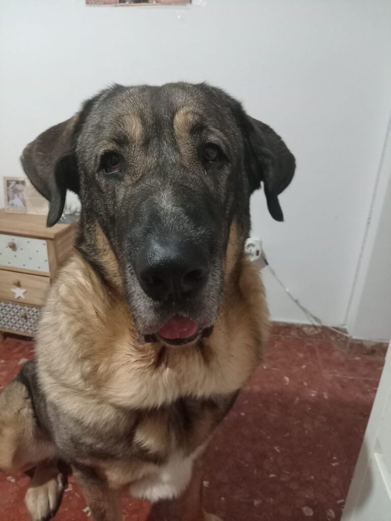 Marley-Spanish-Mastin