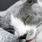 Cat owners urged to watch for ‘unusual behaviour’