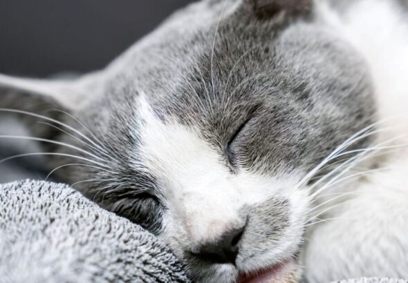 Cat owners urged to watch for ‘unusual behaviour’