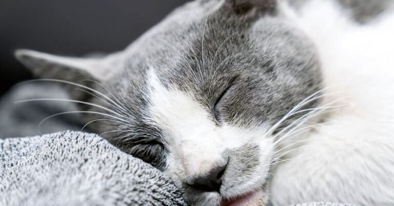 Cat owners urged to watch for ‘unusual behaviour’