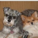 Use a Pet Dog to Find Lost and Missing Children, Seniors, Friends and Pets