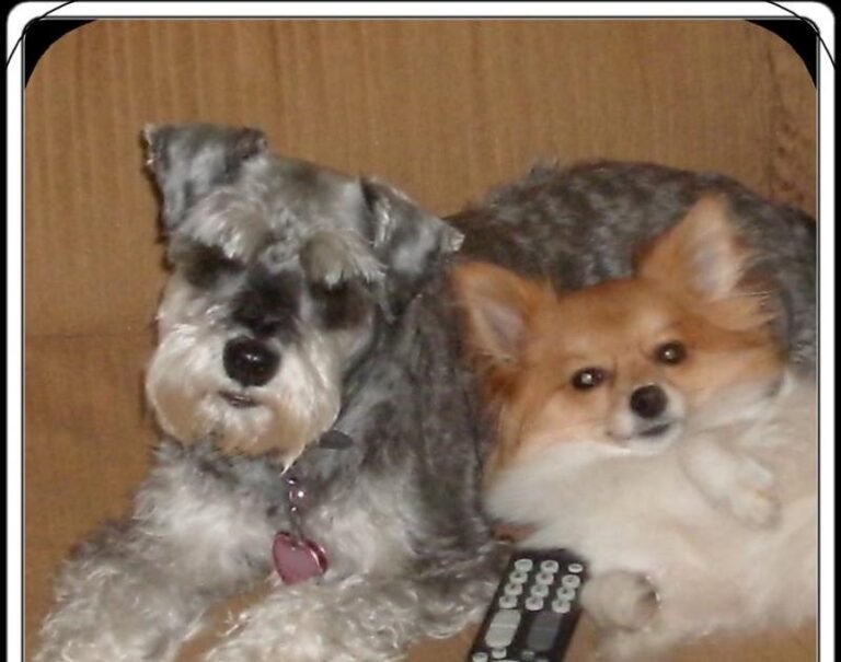 Use a Pet Dog to Find Lost and Missing Children, Seniors, Friends and Pets