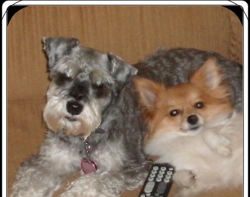 Use a Pet Dog to Find Lost and Missing Children, Seniors, Friends and Pets