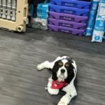 How To Train Your Dog When It’s Too Hot Outside