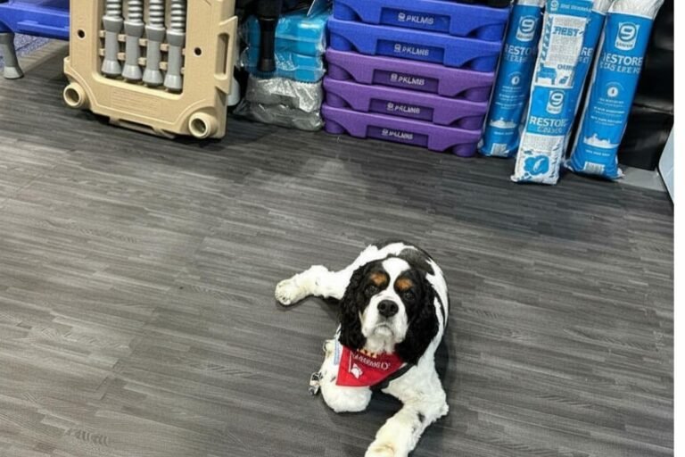 How To Train Your Dog When It’s Too Hot Outside