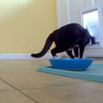 Catsitting 2.0 | Bad Cat Chris