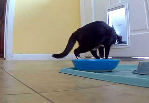 Catsitting 2.0 | Bad Cat Chris
