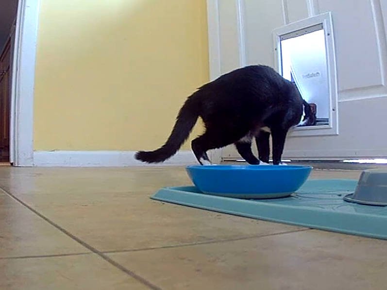 Catsitting 2.0 | Bad Cat Chris