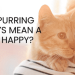 Does Purring Always Mean a Cat is Happy?